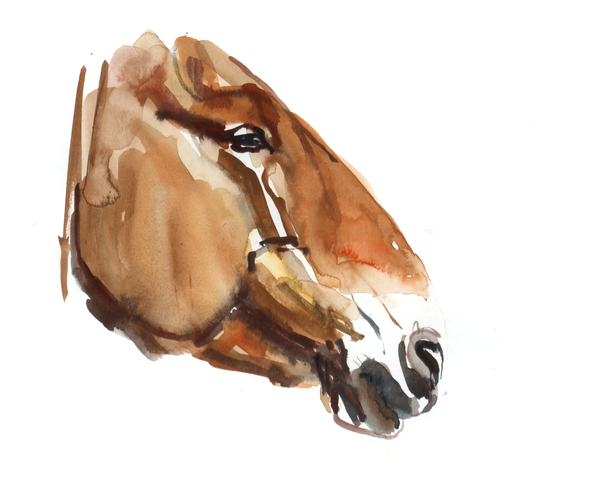Ancient Head (Przewalski) from Mark  Adlington