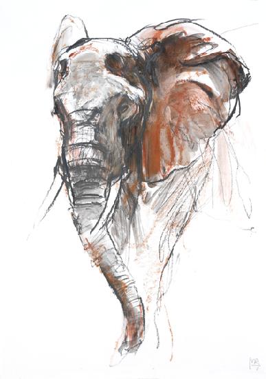 Beautiful Female Elephant, Loisaba