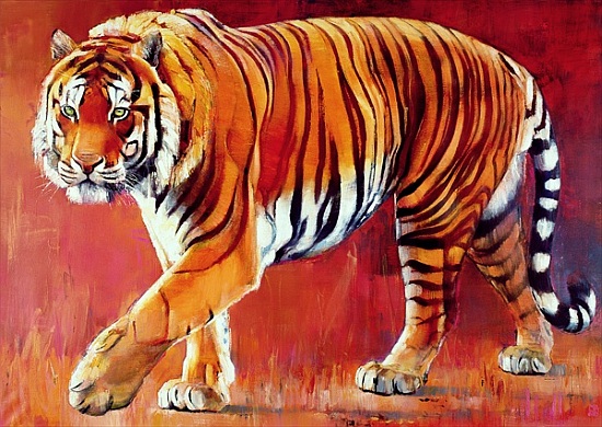 Bengal Tiger from Mark  Adlington