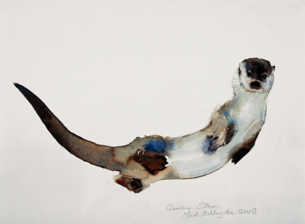 Curious Otter from Mark  Adlington