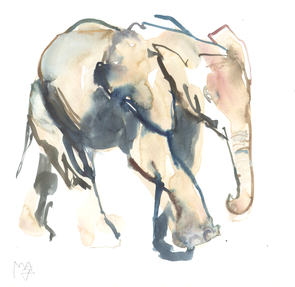 Elephant calf, Loisaba from Mark  Adlington