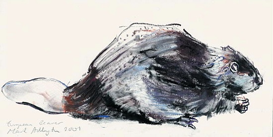 European Beaver (Study) 2001 from Mark  Adlington