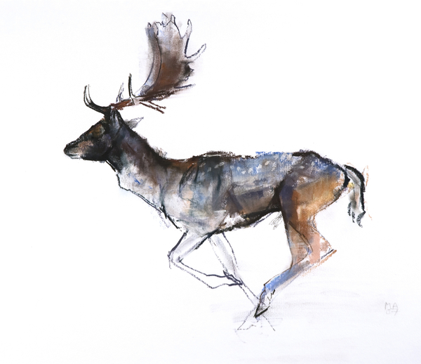 Evening Buck (Fallow deer) from Mark  Adlington