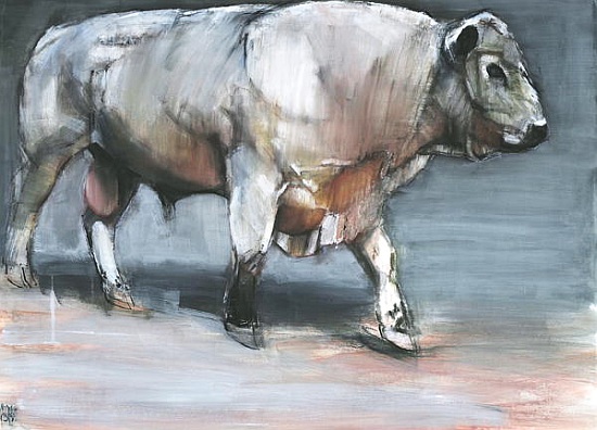 Fresno, Galloway Bull from Mark  Adlington