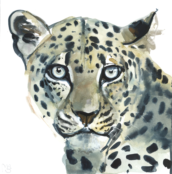 Leopard from Mark  Adlington