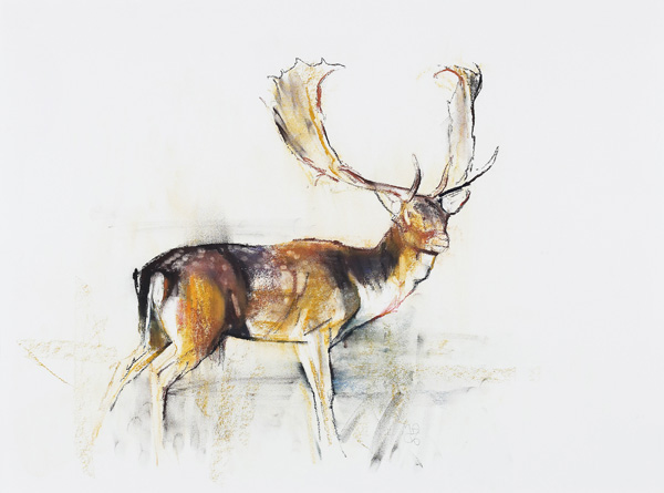 Study of a Stag from Mark  Adlington