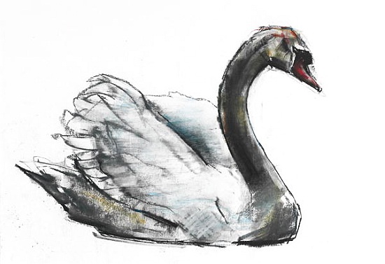 Swan from Mark  Adlington