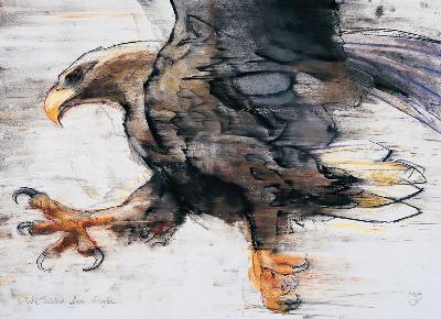 Talons - White tailed Sea Eagle