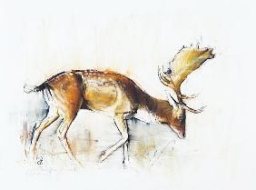 Pisanello Buck