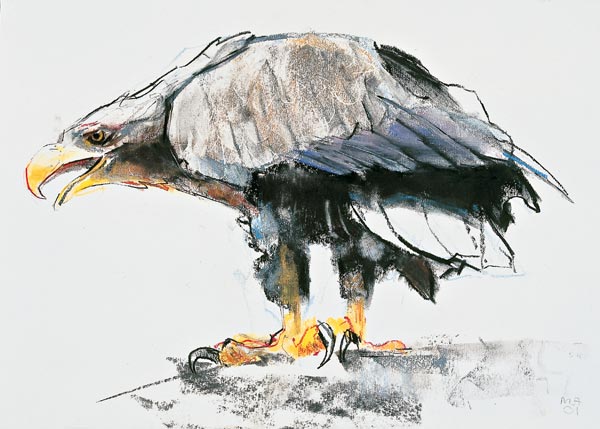 White tailed Sea Eagle from Mark  Adlington