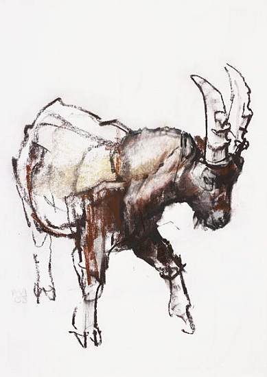 Young Ibex, Gran Paradiso from Mark  Adlington