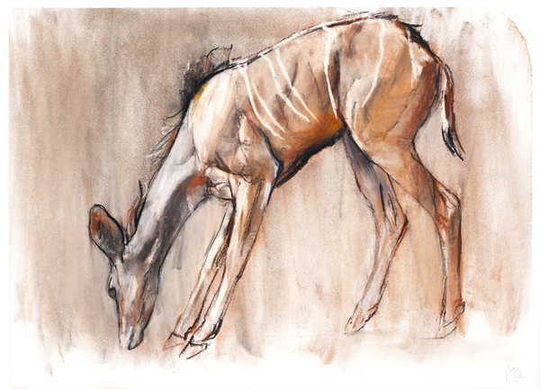 Young Kudu, Loisaba from Mark  Adlington