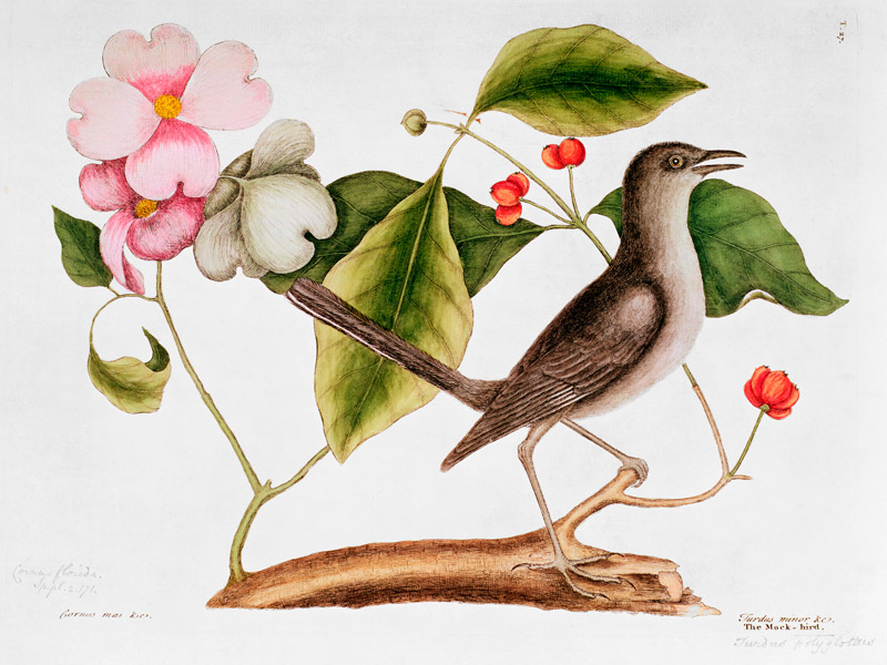 Dogwood: Cornus florida and Mocking Bird from the "Natural History of Carolina" (1730-48) from Mark Catesby