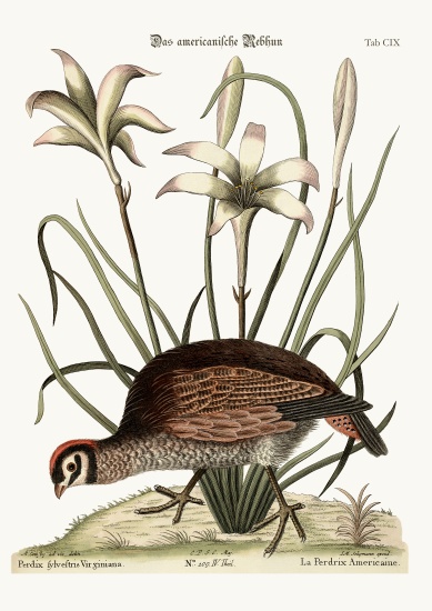 The American Partridge from Mark Catesby