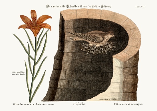 The American Swallow from Mark Catesby