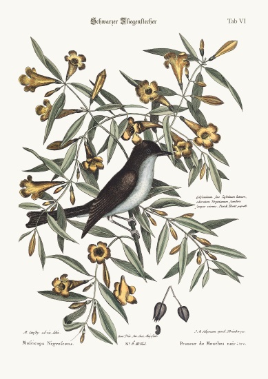 The blackcap Flycatcher from Mark Catesby