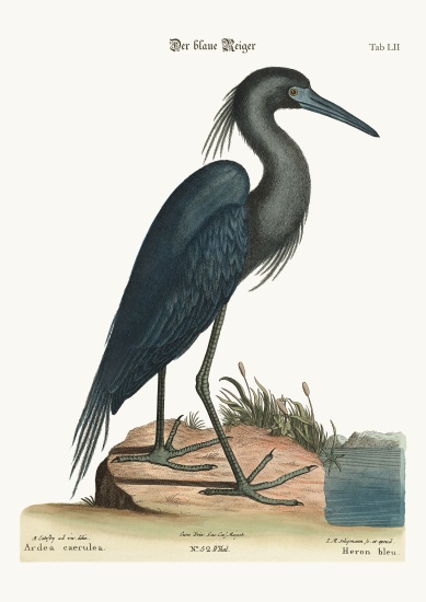 The blue Heron from Mark Catesby
