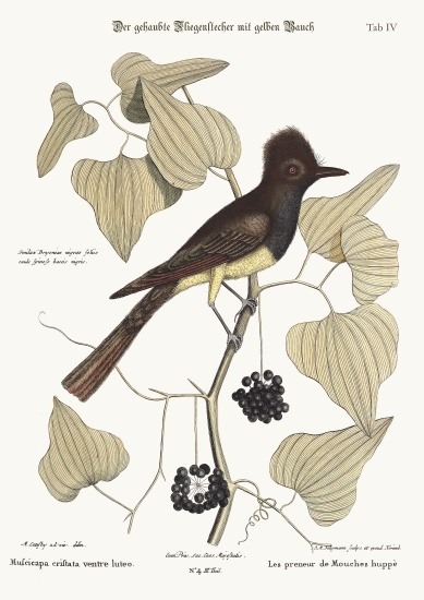 The crested Flycatcher from Mark Catesby