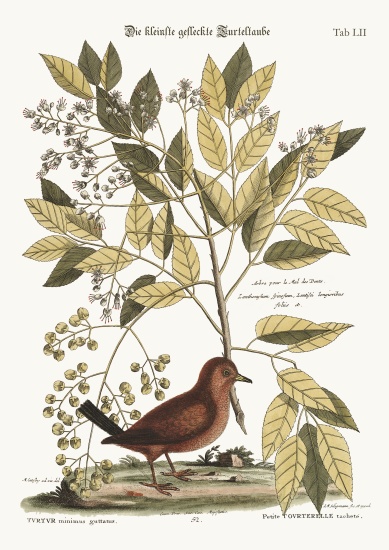 The Ground Dove from Mark Catesby
