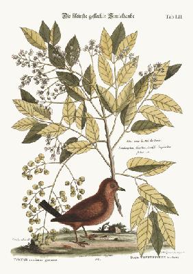 The Ground Dove