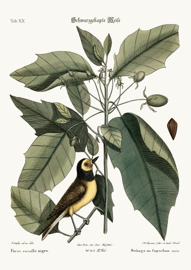 The Hooded Titmouse from Mark Catesby