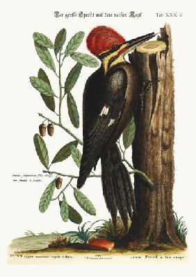 The larger red-crested Woodpecker