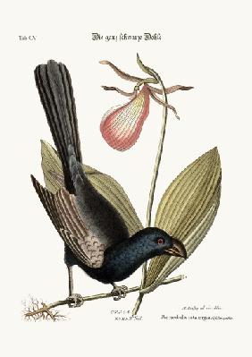 The Razor-billed Black-bird of Jamaica