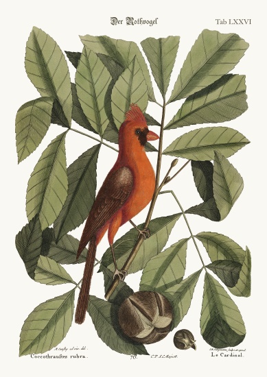 The Red Bird from Mark Catesby