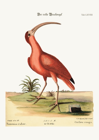 The red Curlew from Mark Catesby