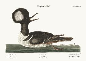 The round-crested Duck