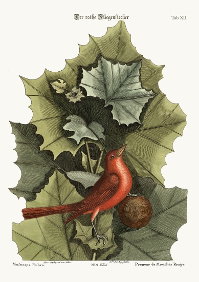 The Summer Red-Bird from Mark Catesby