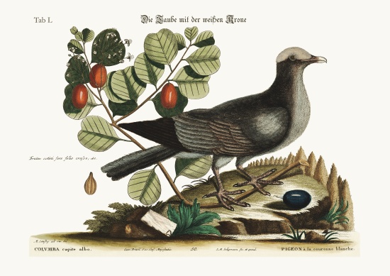 The white-crowned Pigeon from Mark Catesby