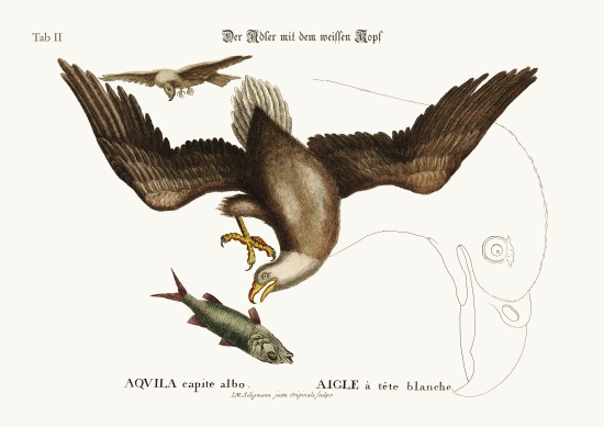 The white-headed Eagle from Mark Catesby