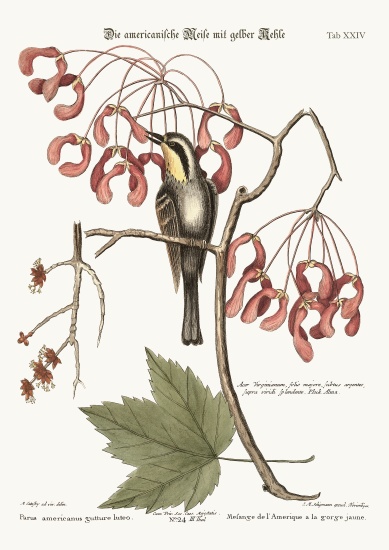 The yellow-throated Creeper from Mark Catesby