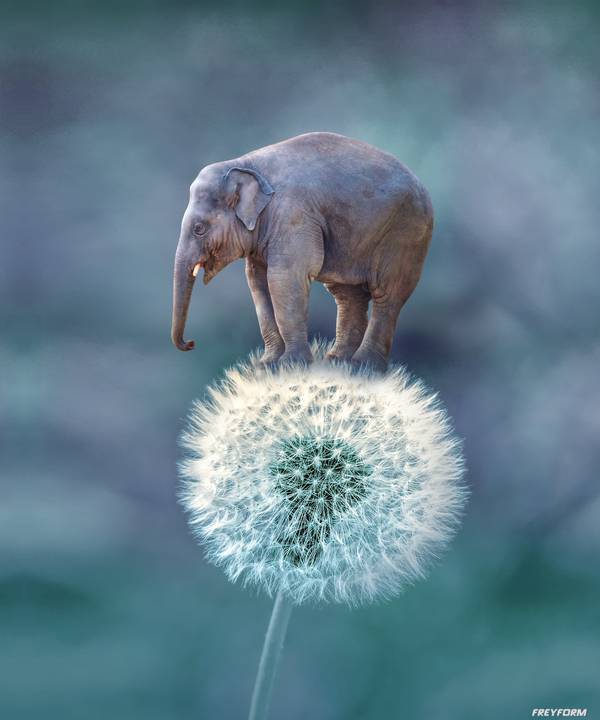 Elephant on Dandelion from Markus Bergmann