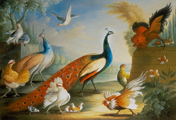 Two Peacocks, Doves, Chickens and a Rooster in a Parkland from Marmaduke Craddock