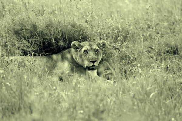 Lion from Lucas Martin