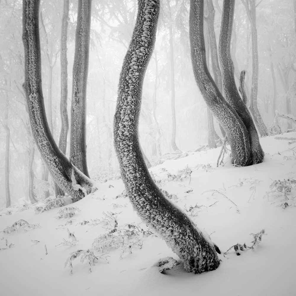 Frozen Forest from Martin Rak