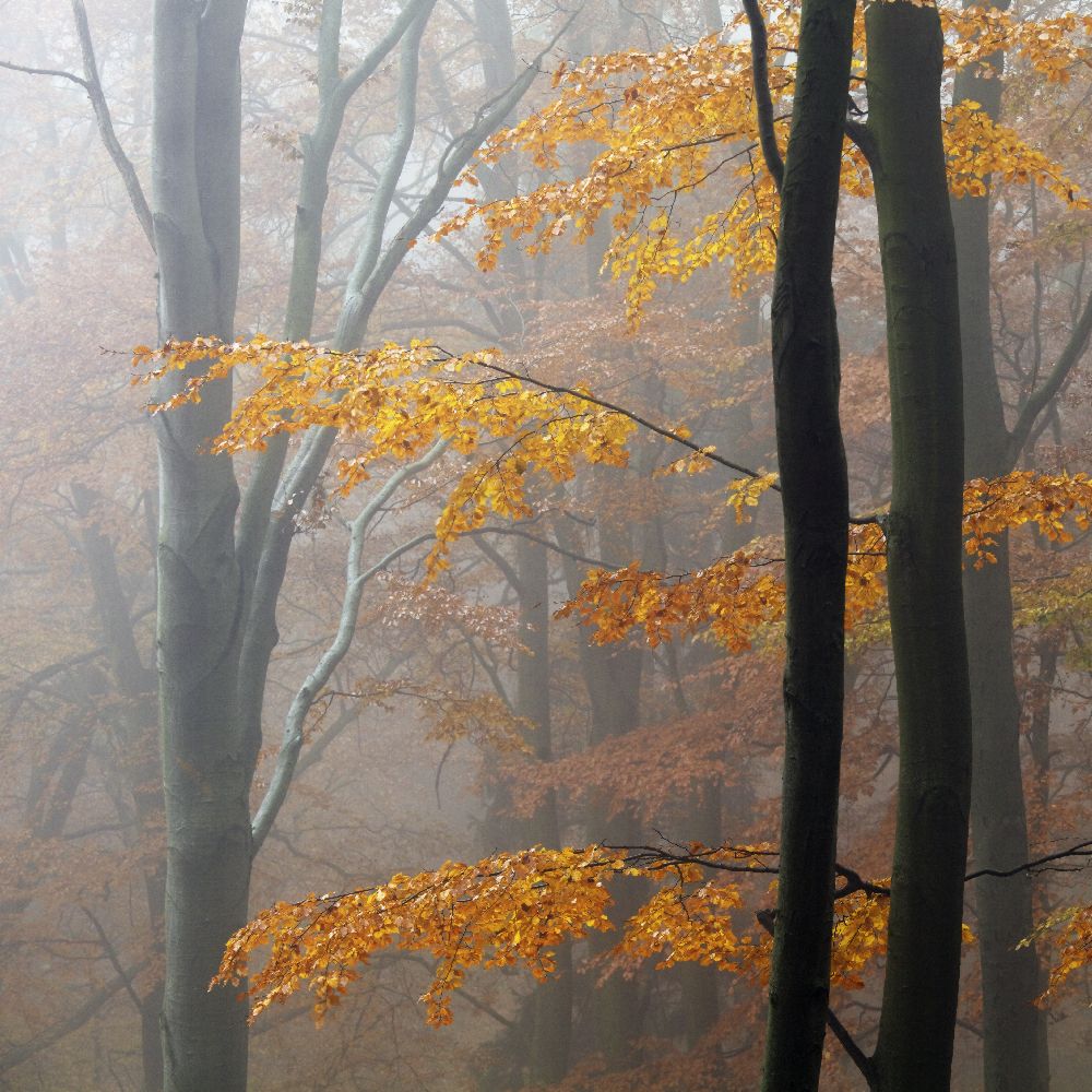Autumn Forest from Martin Rak