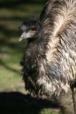 Großer Emu from Martina Berg
