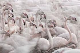 In the Pink transhumance
