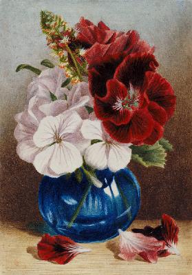 Claret and White Pelargoniums in a Blue Vase