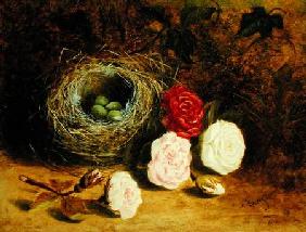 Still life of bird's nest and roses