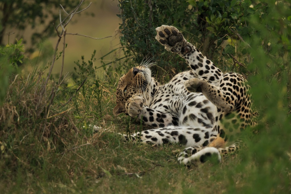 A leopard in Mara Triangle from Massimo Mei