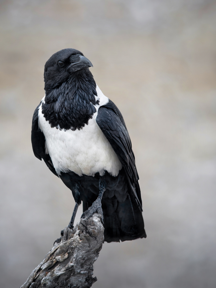 African Pied Crow Portrait from Mathilde Guillemot