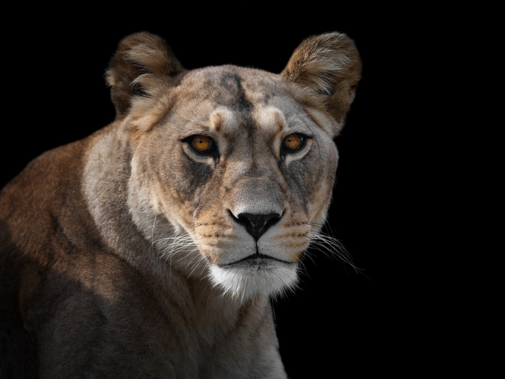 Lioness Portrait from Mathilde Guillemot