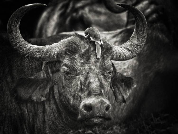 Red-billed Oxpecker and the Buffalo from Mathilde Guillemot