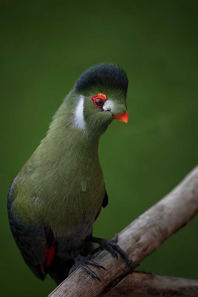 Strike a pose - White-cheeked Turaco from Mathilde Guillemot