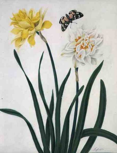 Narcissi and Butterfly (w/c and gouache with gold over pencil on vellum) from Matilda Conyers