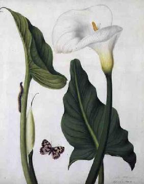 Calla Aethiopica with Butterfly and Caterpillar (w/c and gouache over pencil on vellum)
